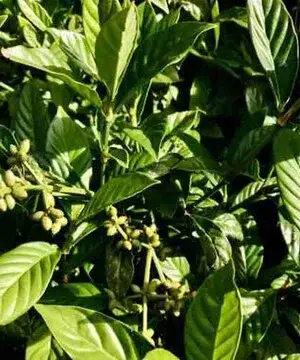 Piante di Potere