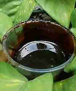 Ayahuasca