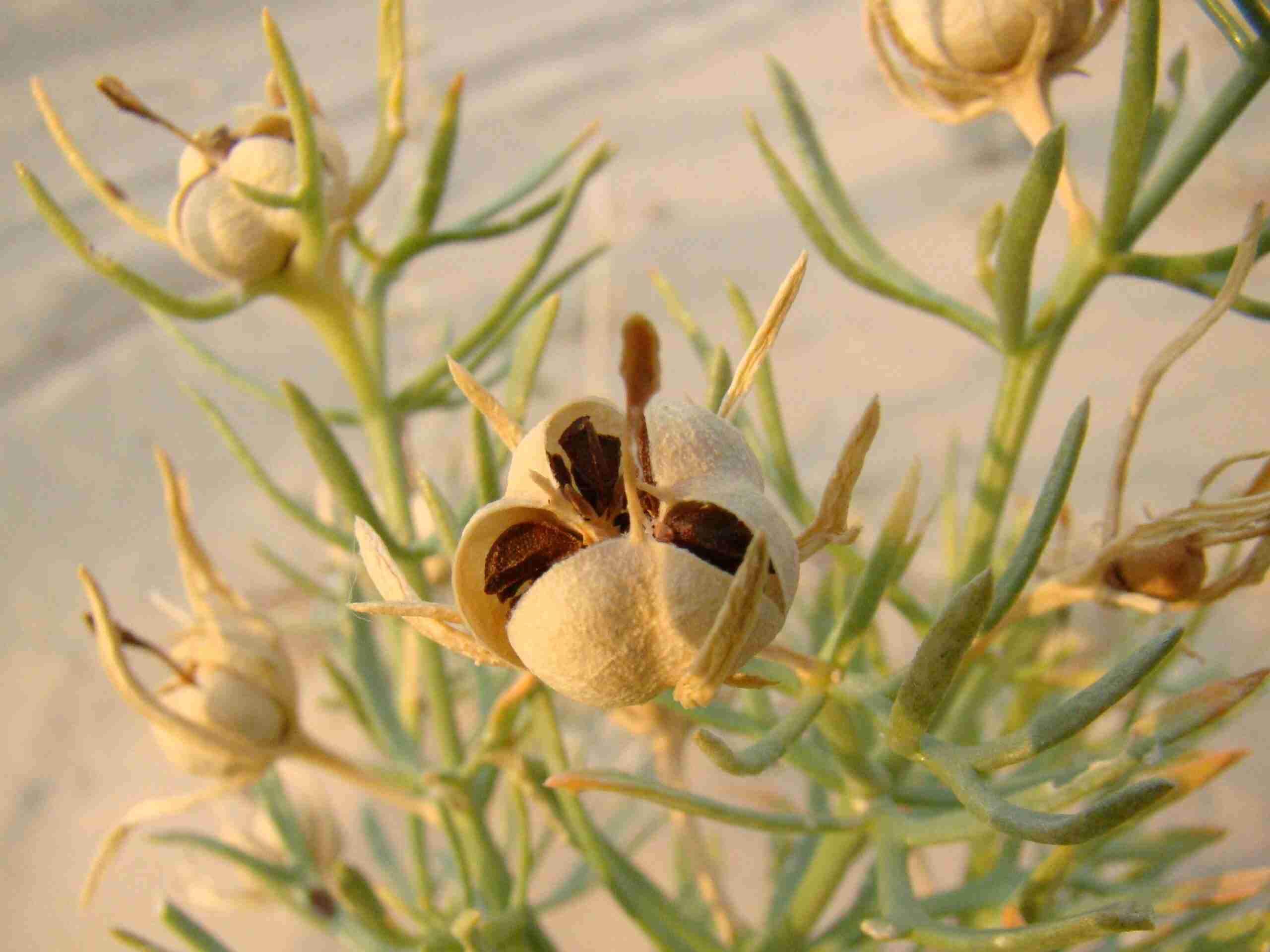 Ruta Siriana (Peganum Harmala) - Chupito Peganum_harmala Ruta Siriaca Bocciolo Semi