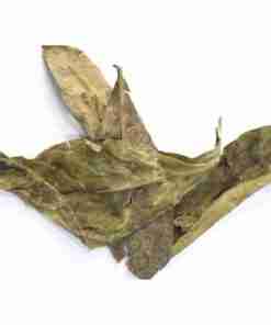 Chacruna (Psychotria viridis) chacruna-psychotria-viridis