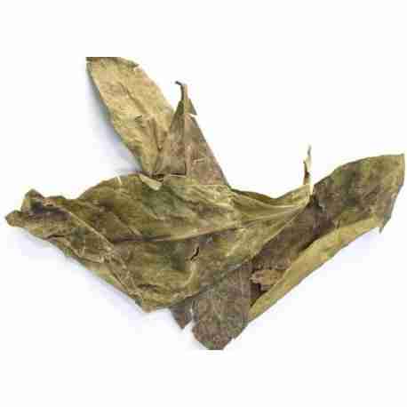 Chacruna (Psychotria viridis) chacruna-psychotria-viridis