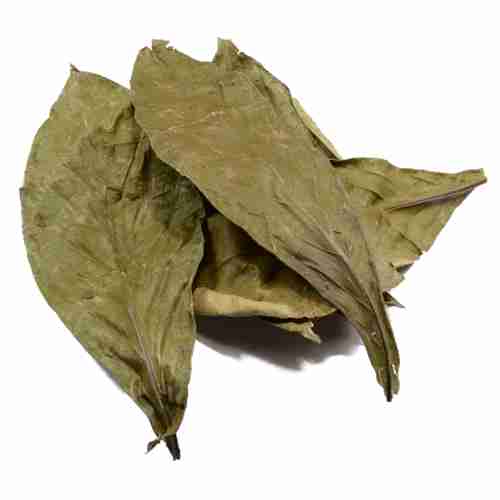 Chacruna (Psychotria viridis) Chacruna