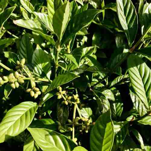 Chacruna (Psychotria viridis) psychotria-viridis-chacruna-fresca