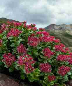 Radice d'oro di Rodiola Rhodiola Rosea Siberiana Essiccata - Polvere Rhodiola-Rosea