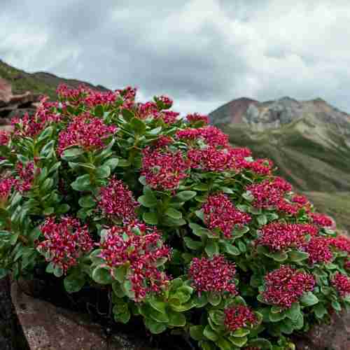 Radice d'oro di Rodiola Rhodiola Rosea Siberiana Essiccata - Polvere Rhodiola-Rosea