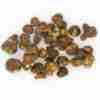 Tartufi Magici Hollandia