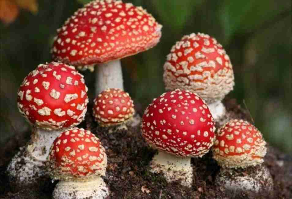 Amanita Muscaria Essiccata Cerimona e Microdosing: caratteristiche, utilizzo e limiti realistici amanita_muscaria nel bosco variante rossa bianca