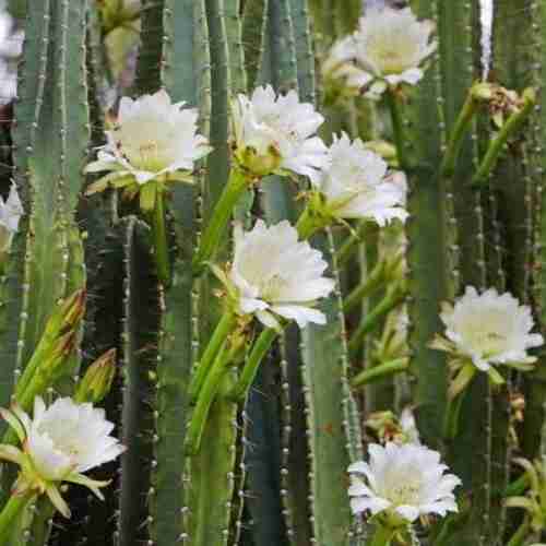 Rapé Cactus - Connessione ed Intelligenza emozionale Night Blooming Cactus