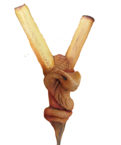 Kuripe Bambu Totem COBRA Amuleto con Pietre potenti Kuripe bambu Totem COBRA Amuleto Pietre potenti
