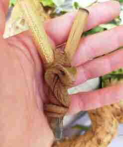 Kuripe Bambu Totem COBRA Amuleto con Pietre potenti Kuripe bambu Totem COBRA Amuleto con Pietre potenti