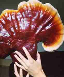 Reishi Ling Zhi (Ganoderma Lucidum) Rosso 100% BIO - Intero Essiccato ganoderma Lucidu reishi Ling Zhi