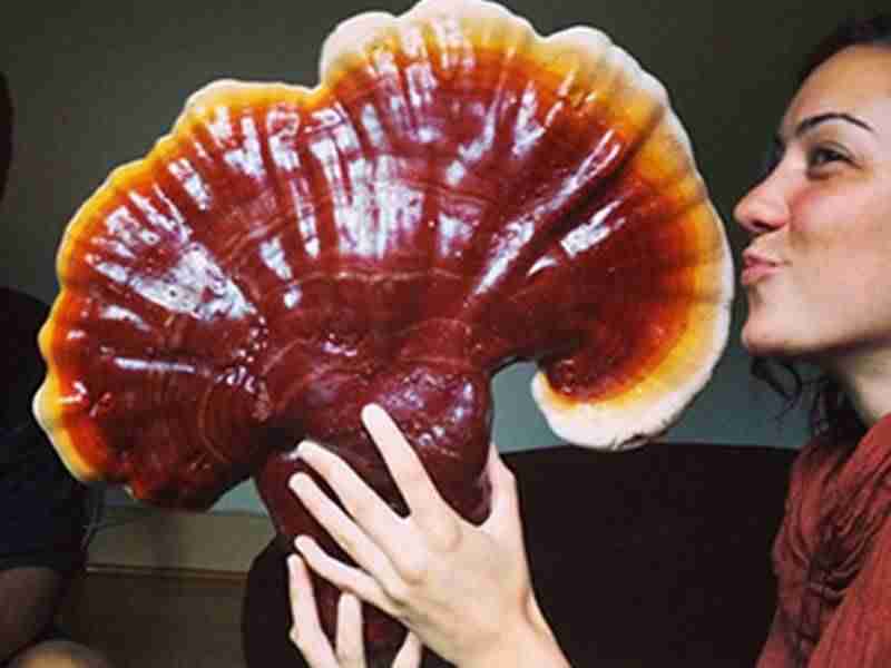 Reishi Ling Zhi (Ganoderma Lucidum) Rosso 100% BIO - Intero Essiccato ganoderma Lucidu reishi Ling Zhi