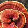 Reishi Ling Zhi (Ganoderma Lucidum)