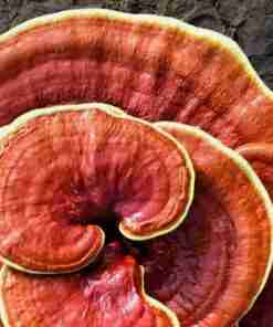 Reishi Ling Zhi (Ganoderma Lucidum)