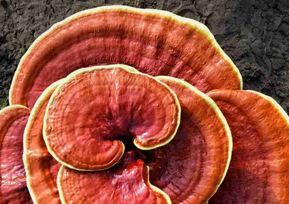 Reishi Ling Zhi (Ganoderma Lucidum) Rosso 100% BIO - Estratto Polvere 5:1 Reishi Ling Zhi (Ganoderma Lucidum)