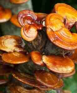 Reishi Ling Zhi (Ganoderma Lucidum) Rosso 100% BIO - Intero Essiccato ganoderma Lucidu reishi Ling Zhi(10)
