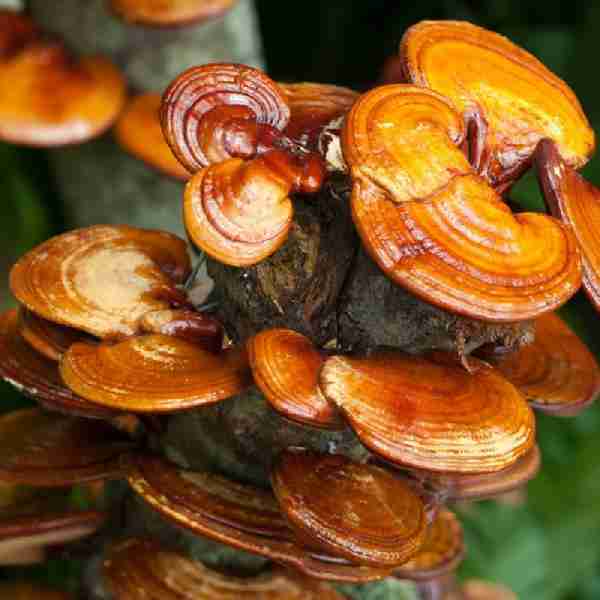 Reishi Ling Zhi (Ganoderma Lucidum) Rosso 100% BIO - Intero Essiccato ganoderma Lucidu reishi Ling Zhi(10)