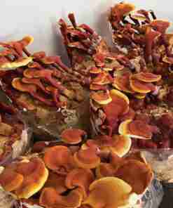 Reishi Ling Zhi (Ganoderma Lucidum) Rosso 100% BIO - Intero Essiccato ganoderma Lucidu reishi Ling Zhi(8)
