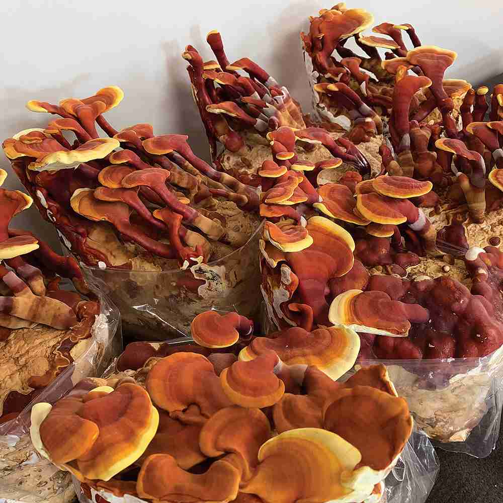 Reishi Ling Zhi (Ganoderma Lucidum) Rosso 100% BIO - Intero Essiccato ganoderma Lucidu reishi Ling Zhi(8)
