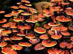 Reishi Ling Zhi (Ganoderma Lucidum) Rosso 100% BIO - Intero Essiccato ganoderma magico