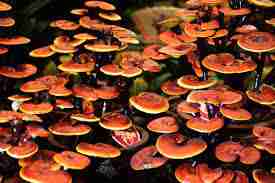 Reishi Ling Zhi (Ganoderma Lucidum) Rosso 100% BIO - Intero Essiccato ganoderma magico