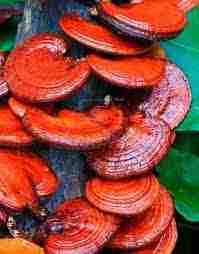 Reishi Ling Zhi (Ganoderma Lucidum) Rosso 100% BIO - Intero Essiccato ganoderma