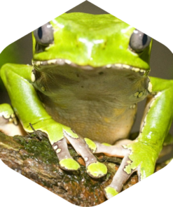 Kambo Paletta Stick Super Disintossicante Perù Amazonia Kambo Paletta Stick Super Disintossicante Perù Amazonia - immagine 4