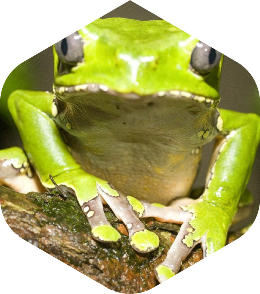 Kambo Paletta Stick Super Disintossicante Perù Amazonia Kambo Paletta Stick Super Disintossicante Perù Amazonia - immagine 4